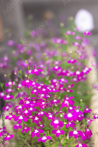 Pink flowers in a pot called lobelia is blooming in backyard garden, blurred background. Summer or spring concept.