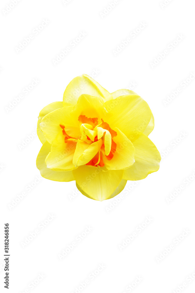 Beautiful yellow narcissus flower isolated on white background Beautiful yellow narcissus flower isolated on white background