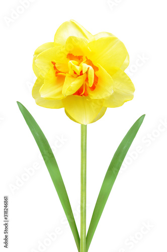 Beautiful yellow narcissus flower isolated on white background