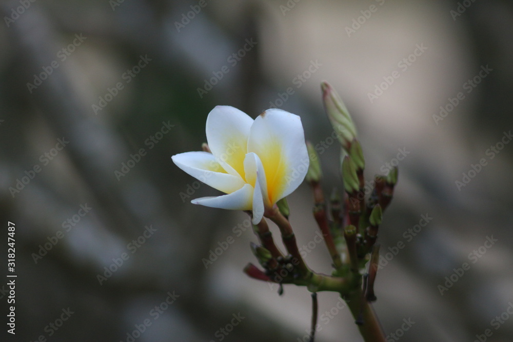Fototapeta premium Koh Phangan Island, Surat Thani, Thailand