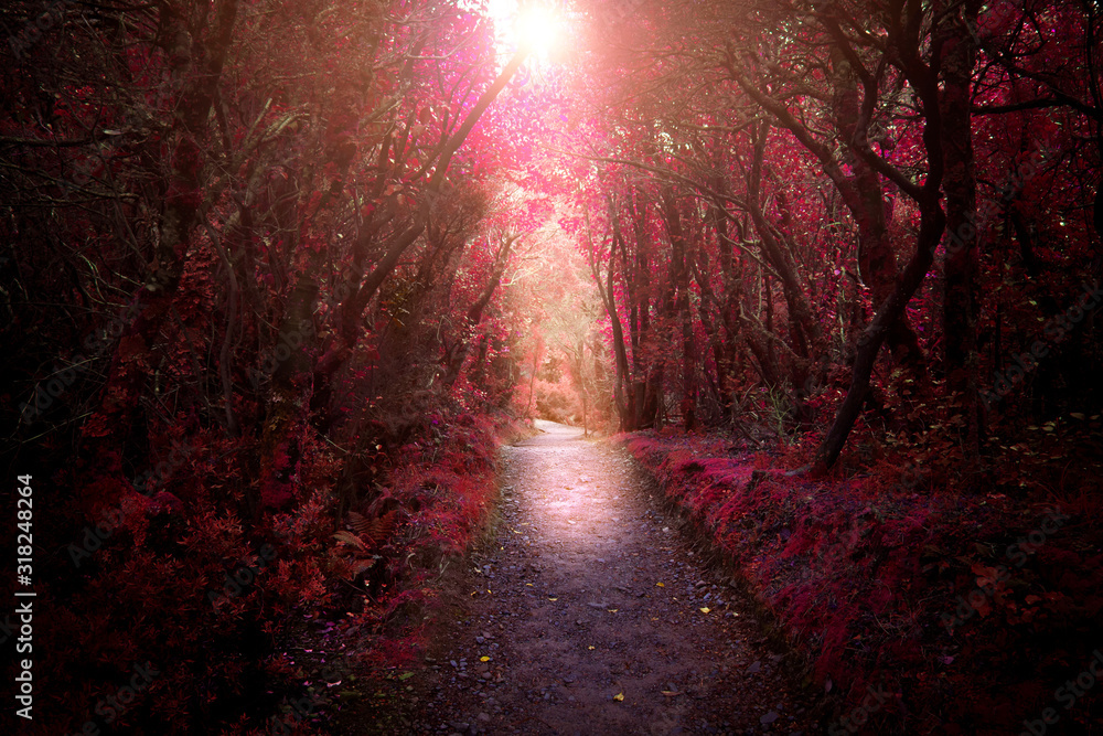 Obraz premium ジャングルに差す光