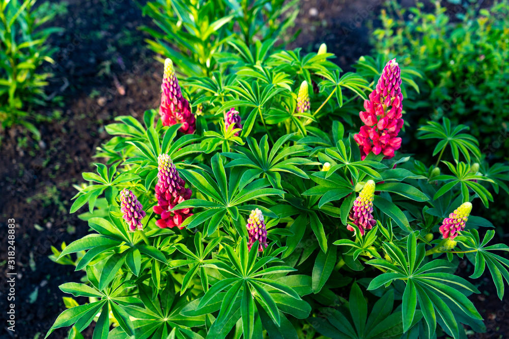 Red lupine growing in the garden on a flower bed Red lupine growing in the garden on a flower bed