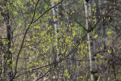 Spring forest © Vladimir Konjushenko