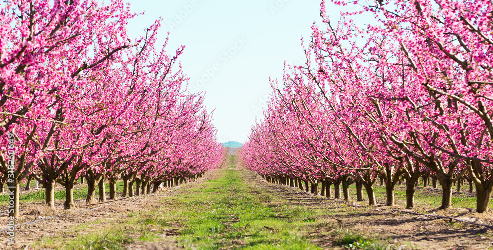 blooming peach trees in spring - obrazy, fototapety, plakaty 