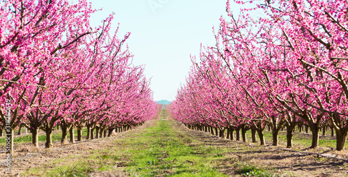 Fotótapéta blooming peach trees in spring