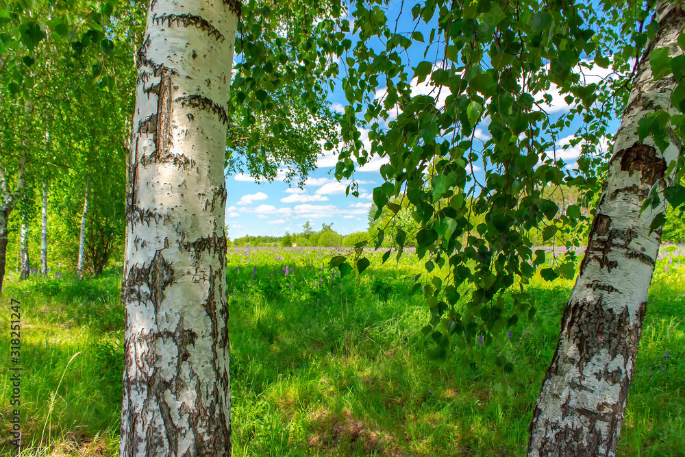 Fototapeta premium Birchwood in a sunny summer day in Russia. Natural background.