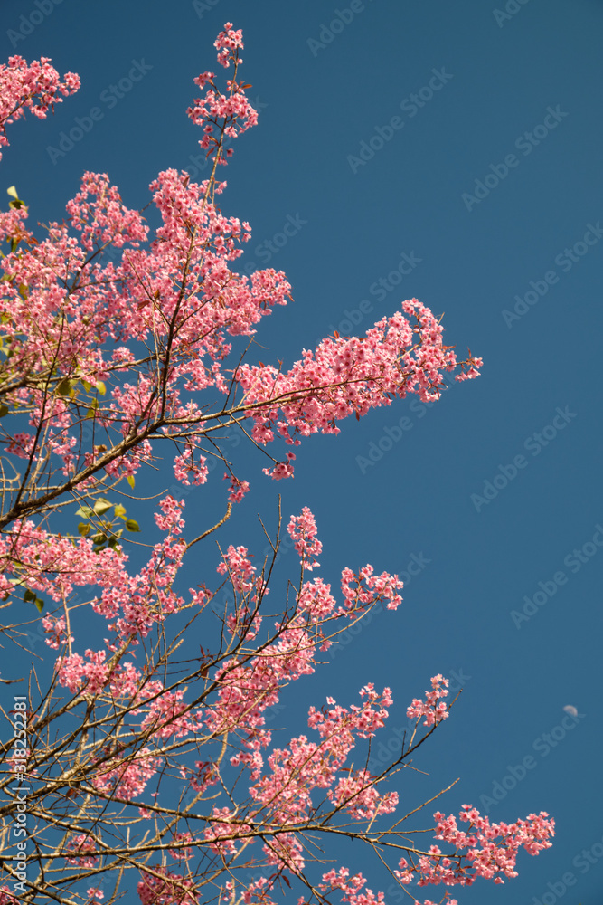 Pink flowers blossom against clear blue sky background Pink flowers blossom against clear blue sky background