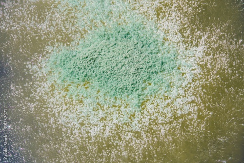 Mold fungal colonies on spoiled food © luchschenF