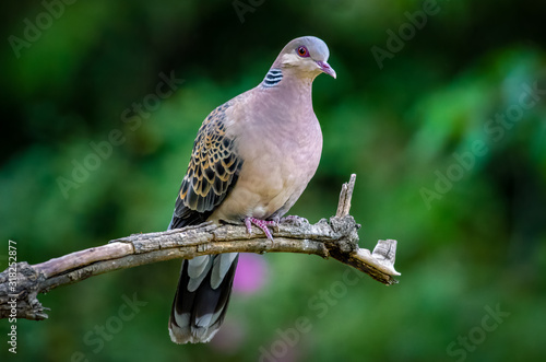 Foto Oriental Turtle Dove, Birds of Himalaya