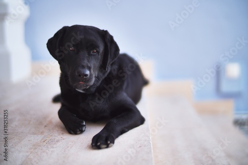 Beautiful black labrador dog lying down at terrace