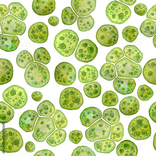 Unicellular green algae chlorella spirulina with large cells single-cells with lipid droplets. Watercolor seamless pattern macro microorganism bacteria for cosmetics biological biotech design, biofuel photo