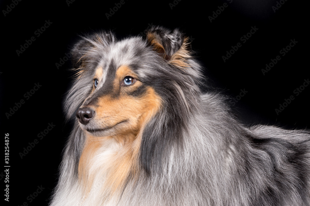 Collie Collie