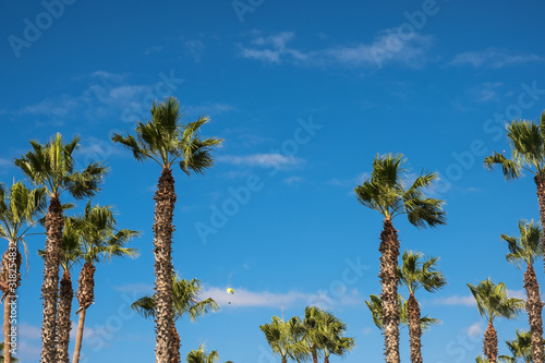 Palm tres over blue sky. Tropical beach background