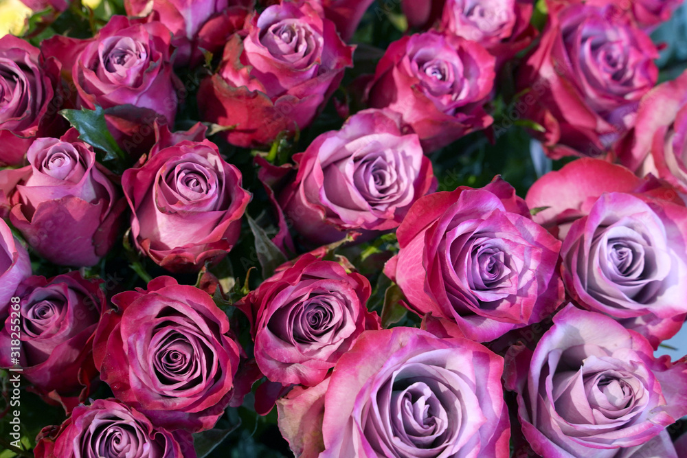 Valentines day background with pink roses. Selective focus