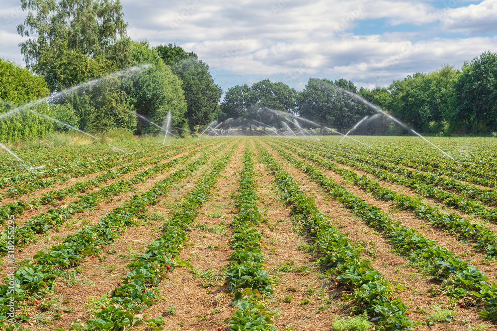 Irrigation of a strawberry field on a hot summer day
