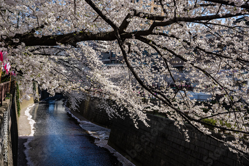 桜の写真