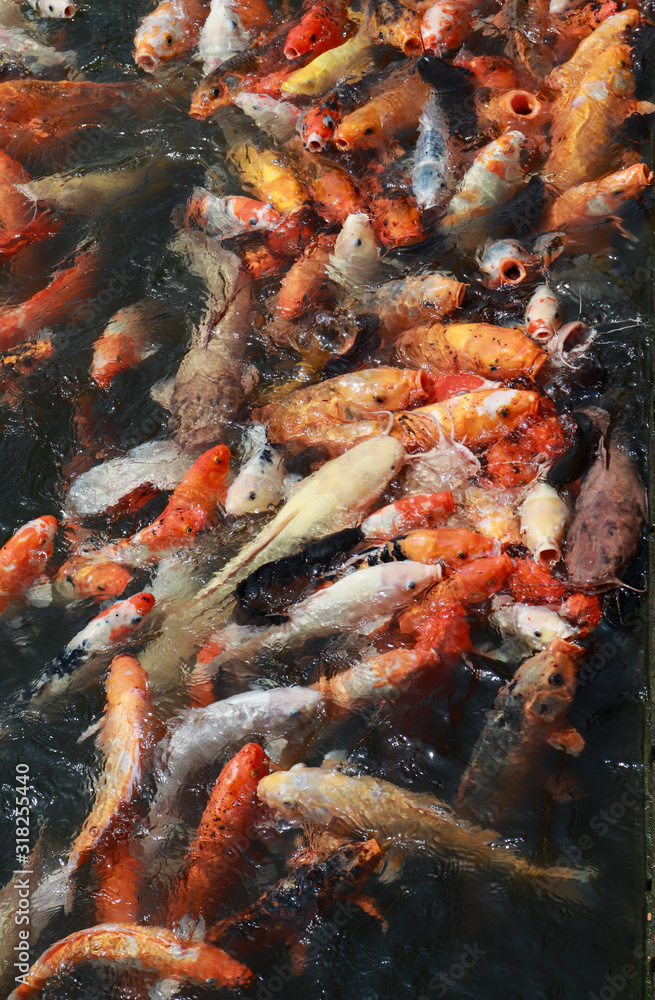 carp fish gold animals veitnam