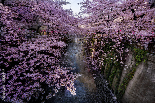桜の写真