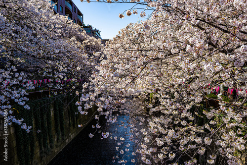 桜の写真