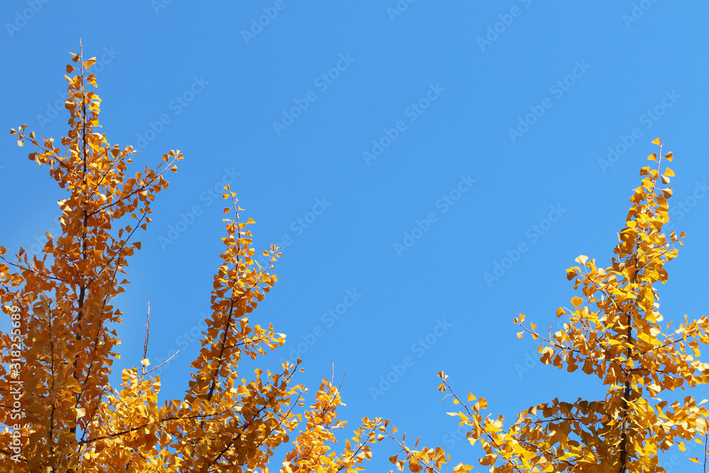 Cirrus clouds on a clear blue sky. Weather forecast. Water in a gaseous state in nature. The atmosphere of the earth. The effect of humidity on agricultural production. The symbol of freedom Cirrus clouds on a clear blue sky. Weather forecast. Water in a gaseous state in nature. The atmosphere of the earth. The effect of humidity on agricultural production. The symbol of freedom