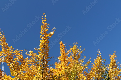 Autumn greeting card with blue background and yellow autumn branches. Copispeses for the inscription. Vibrant fall yellow golden tree foliage on bright blue sky background