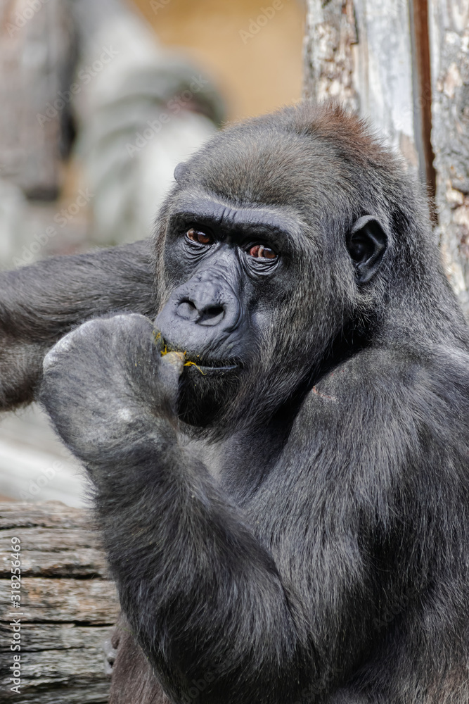 Female western lowland gorilla (Gorilla gorilla gorilla), head portrait