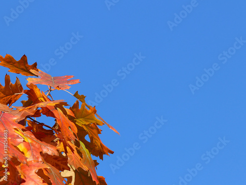Autumn greeting card with blue background and yellow autumn branches. Copispeses for the inscription. Yellow autumn leaves on the branches of a tree against the blue sky