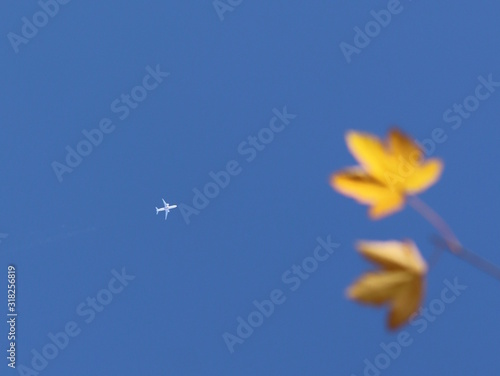 Autumn greeting card with blue background and yellow autumn branches. Copispeses for the inscription. Yellow autumn leaves on the branches of a tree against the blue sky