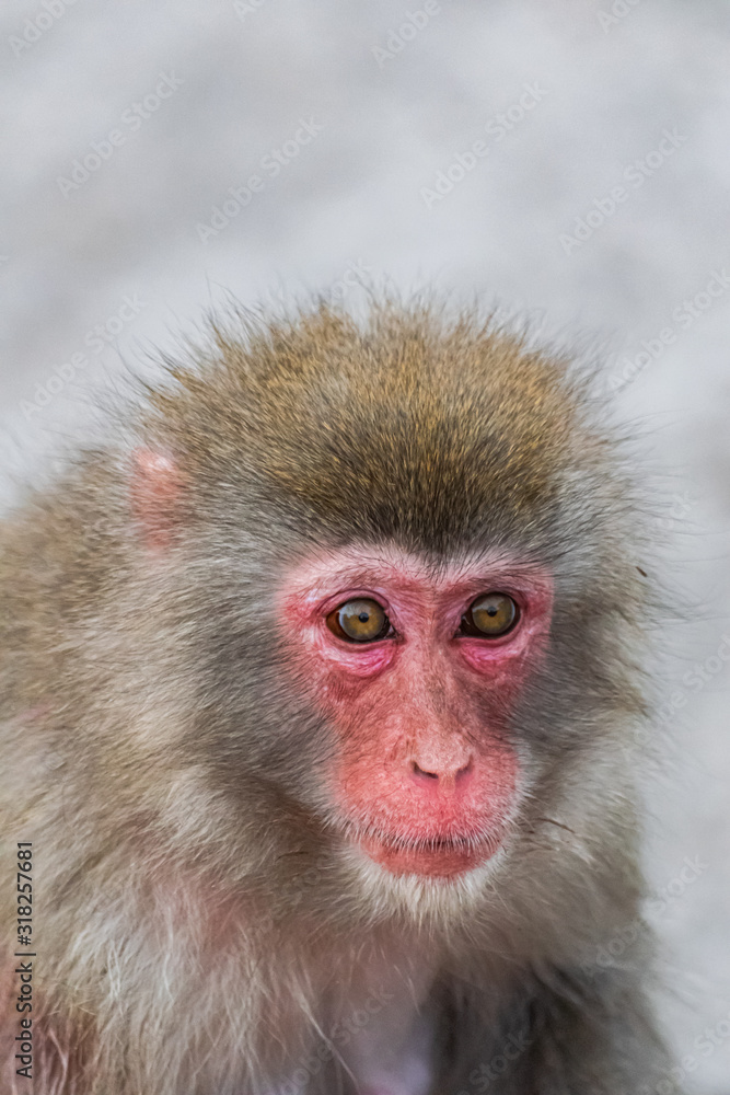 Japanese Macaque, (Macaca Fuscata), head portrait Japanese Macaque, (Macaca Fuscata), head portrait