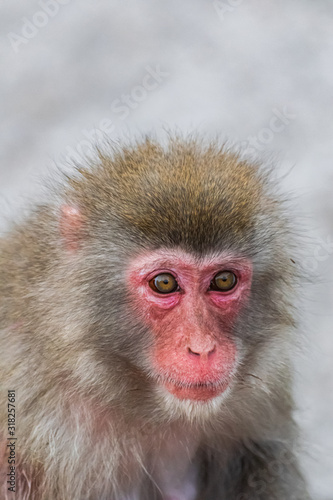 Japanese Macaque, (Macaca Fuscata), head portrait © Martin