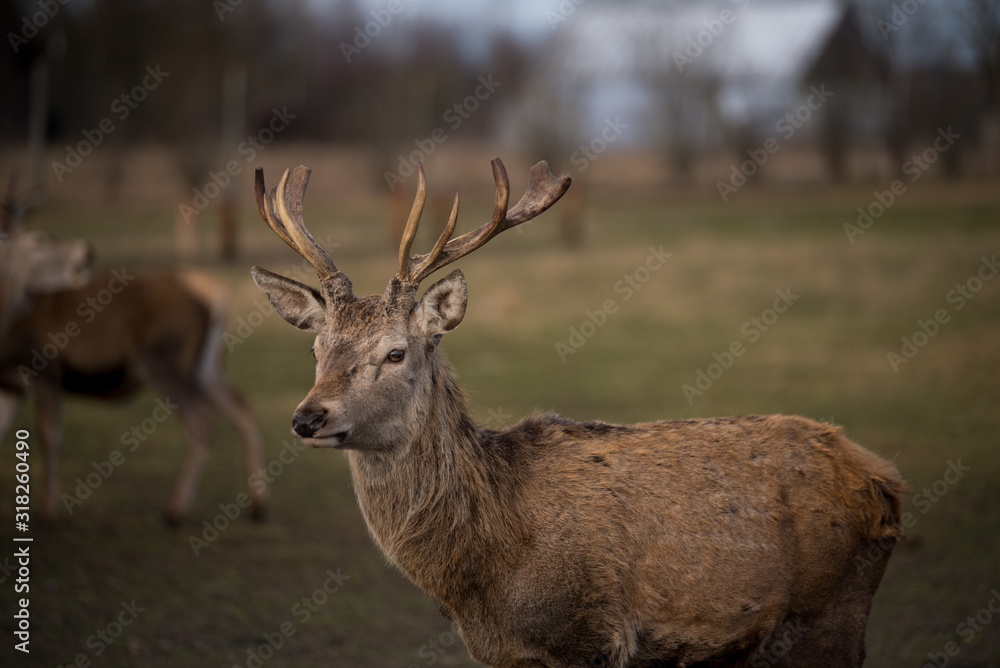 deer deer
