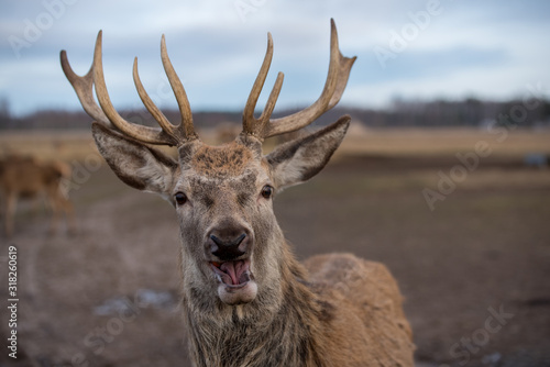 Surprised deer