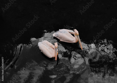 two of a great white pelican (Pelecanus Onocrotalus) - the eastern white pelican. Rosy pelican and white pelican, is a large water birds from family Pelecanidae swimming over the lake.