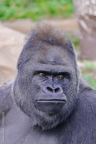 adult male of Western Lowland Gorilla, (gorilla gorilla gorilla) face portrait