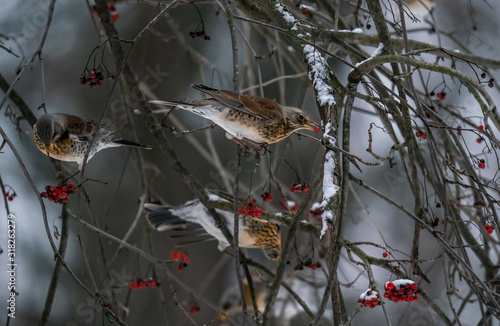 Fieldbird eating rowan berry on a branch photo