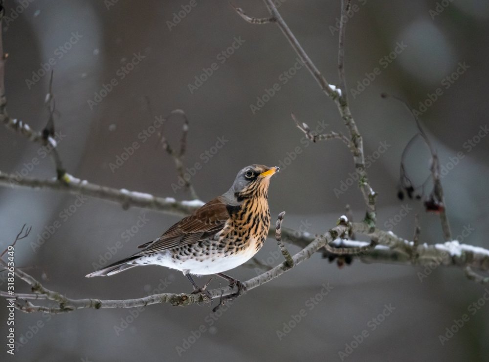 Fieldbird eats sitting on a rowan branch Fieldbird eats sitting on a rowan branch