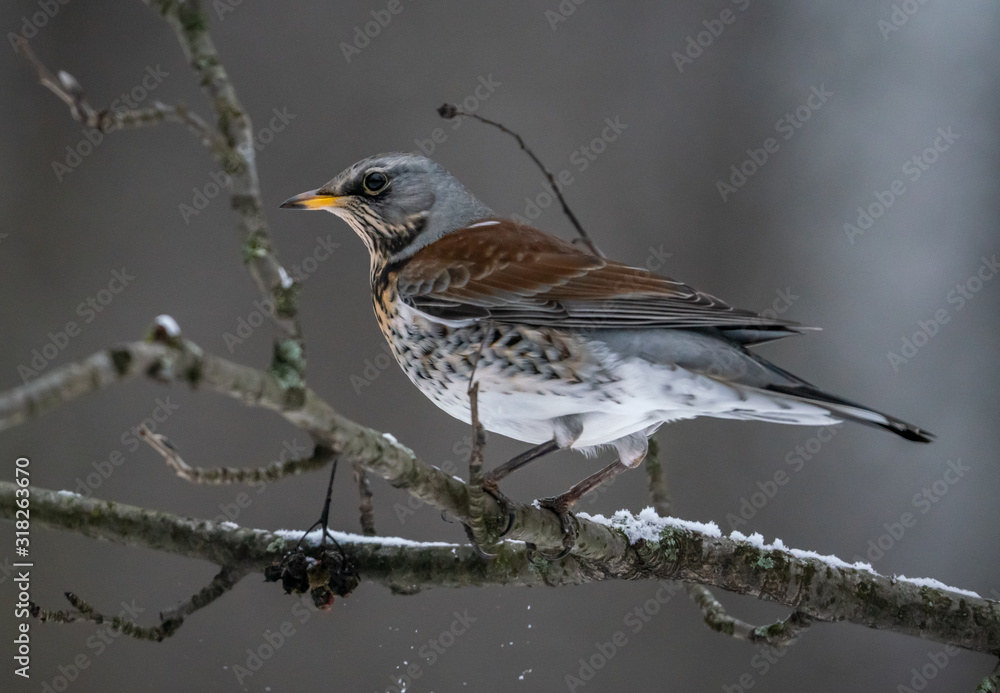 Fieldbird eats sitting on a rowan branch Fieldbird eats sitting on a rowan branch