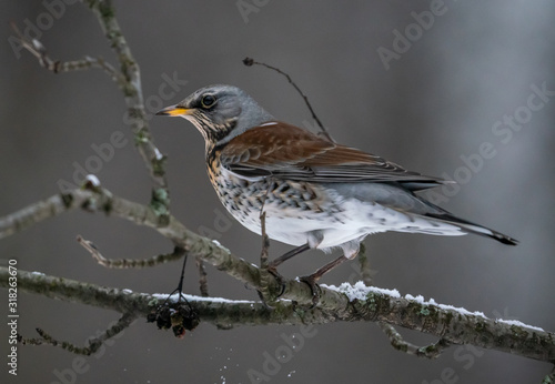 Fieldbird eats sitting on a rowan branch © kotopalych