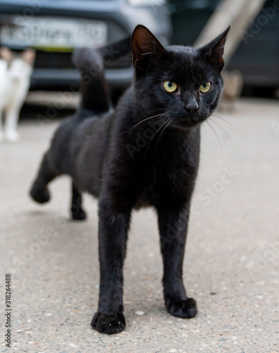 Black cat on the road