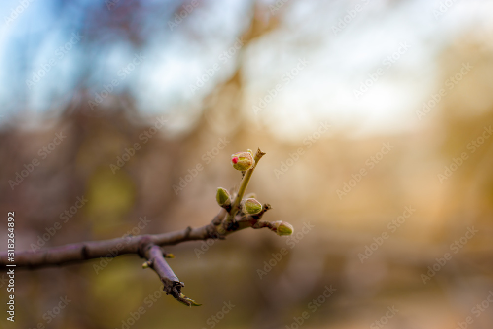 Pink almond tree flowers, against a blurred white blue sky, a gorgeous spring bloom. Spring border or background art with pink blossom, Pink almond tree flowers, against a blurred white blue sky, a gorgeous spring bloom. Spring border or background art with pink blossom,
