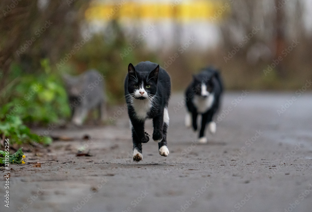 Black and white cat runs towards the camera. Black and white cat runs towards the camera.