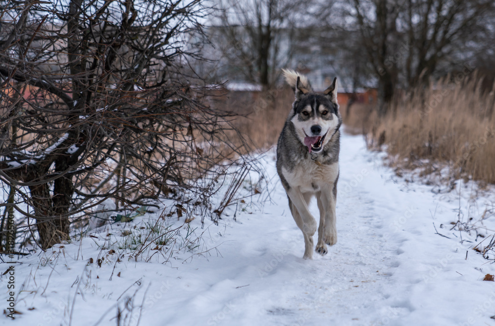 The dog runs towards the snow The dog runs towards the snow