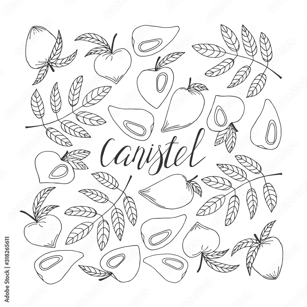 Canistel lettering. Hand drawn poster.  Stock vector illustration.