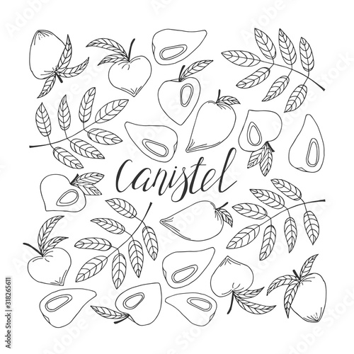 Canistel lettering. Hand drawn poster. Stock vector illustration.