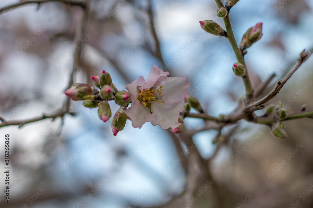 Pink almond tree flowers, against a blurred white blue sky, a gorgeous spring bloom. Spring border or background art with pink blossom, Pink almond tree flowers, against a blurred white blue sky, a gorgeous spring bloom. Spring border or background art with pink blossom,