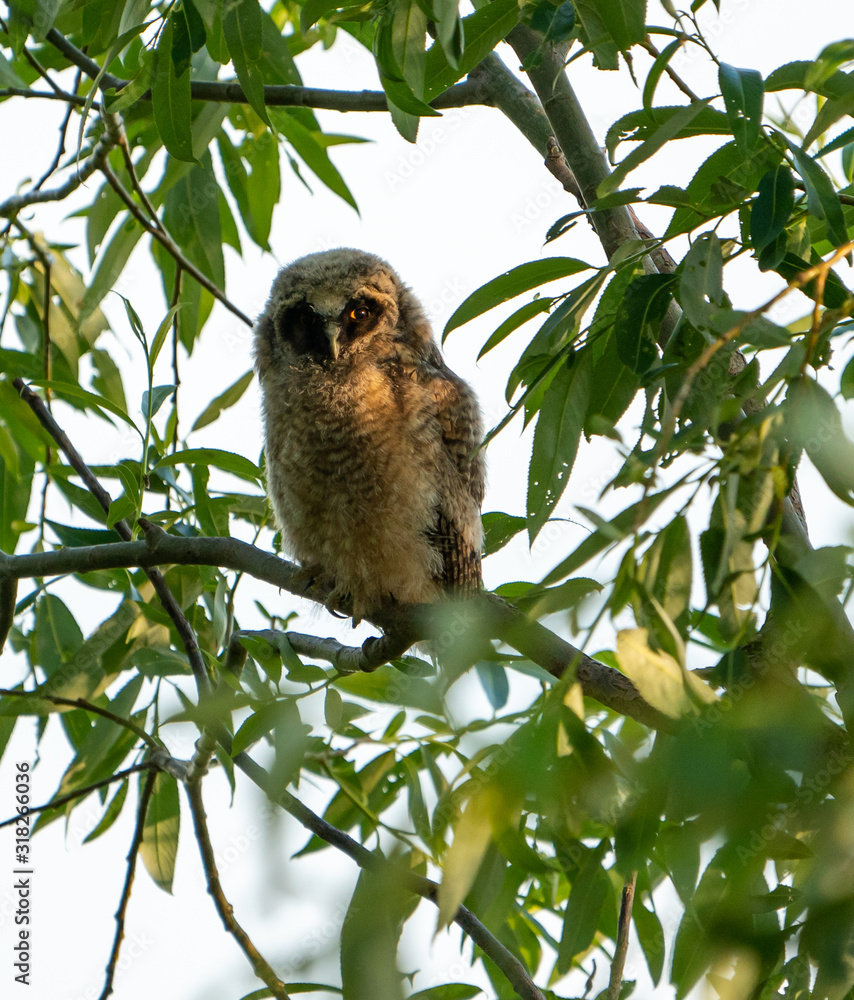 Gray owl chick on tree branches Gray owl chick on tree branches