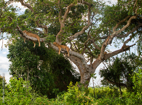 Tree Climbing Lion Family. Free wild lions are resting and sleeping while lying on a big tree in the Ishasha sector of the Queen Elizabeth National Park, Uganda © Kostyantyn