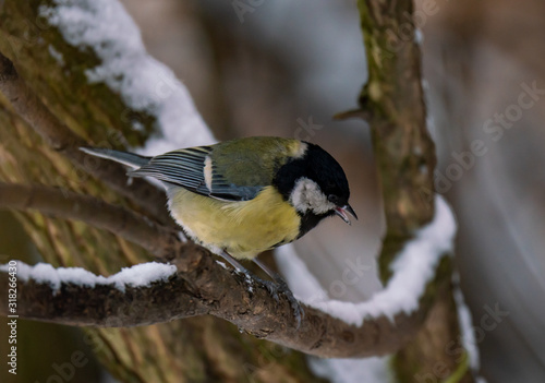 Tit sits on a tree