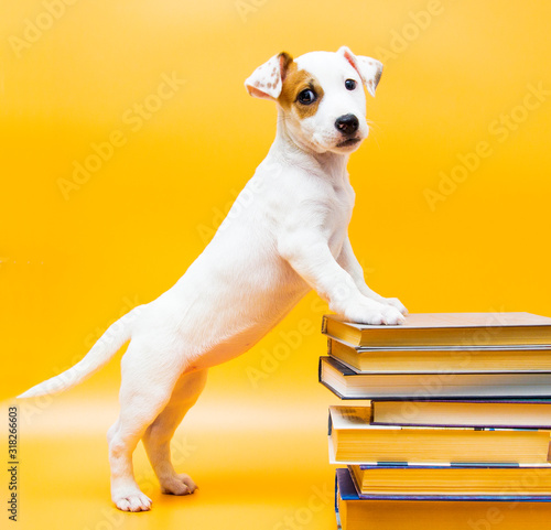 Puppy with books and textbooks