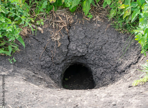 Groundhog burrow in the ground and grass photo